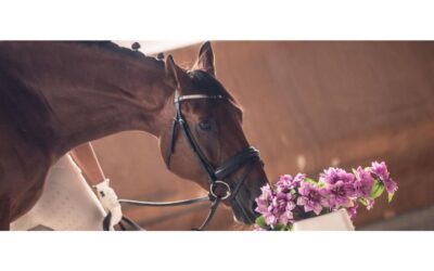 CURSO ONLINE «Entrenamiento, nutrición y salud en la competición hípica»