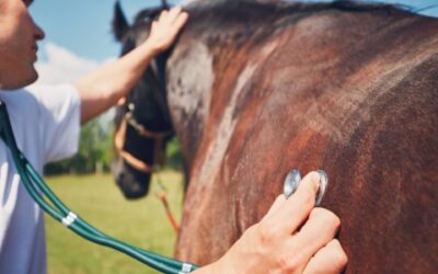 COMUNICADO BROTE EHV-1