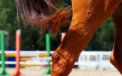 CONVOCATORIA CURSO DE COMISARIOS TERRITORIAL DE SALTOS DE OBSTÁCULOS Y RECICLAJE